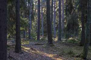 Hotad skog  Kersön KB 131105